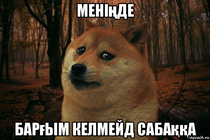 меніңде барғым келмейд сабаққа, Мем SAD DOGE