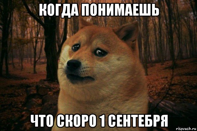 когда понимаешь что скоро 1 сентебря, Мем SAD DOGE