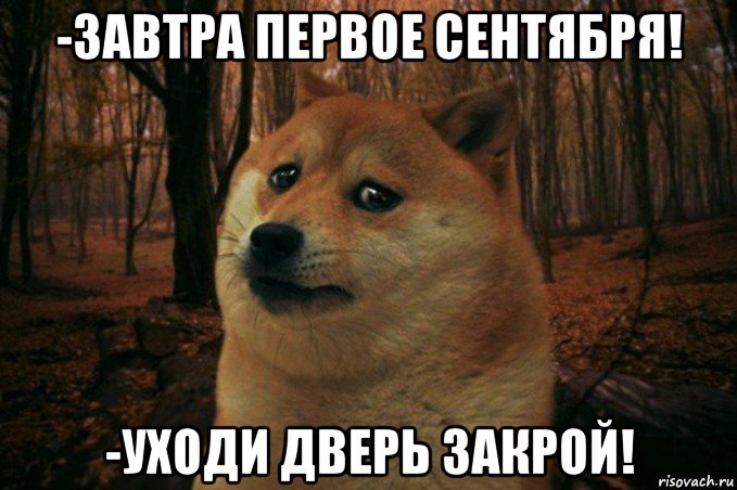 -завтра первое сентября! -уходи дверь закрой!, Мем SAD DOGE