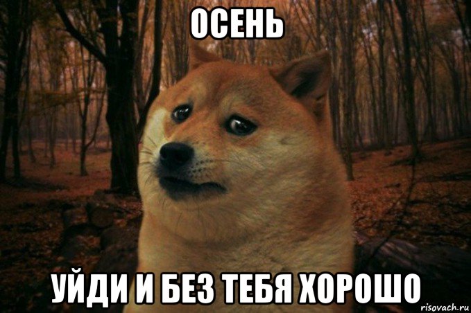 осень уйди и без тебя хорошо, Мем SAD DOGE