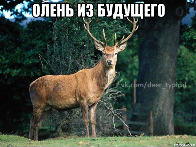 олень из будущего 