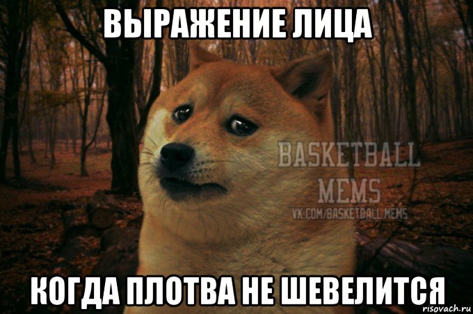 выражение лица когда плотва не шевелится, Мем Собака Basletball Mems