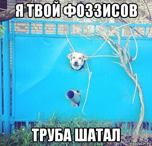 sobaka_89389690_orig_.jpg