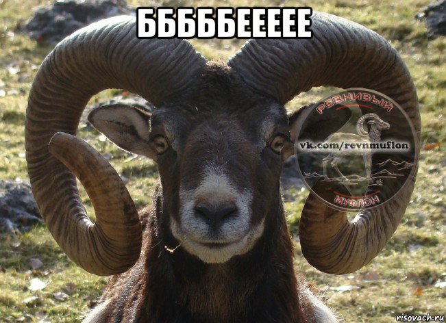 бббббеееее 