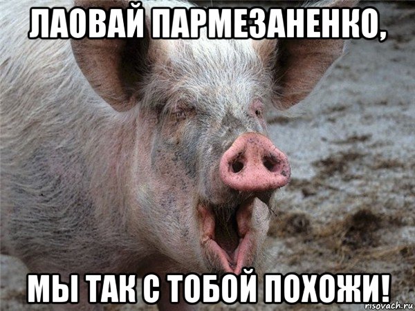 лаовай пармезаненко, мы так с тобой похожи!