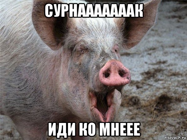сурнааааааак иди ко мнеее