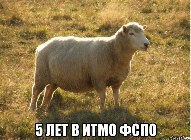 5 лет в итмо фспо, Мем Типичная овца