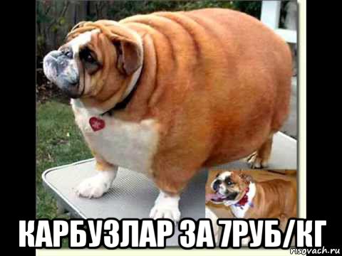  карбузлар за 7руб/кг
