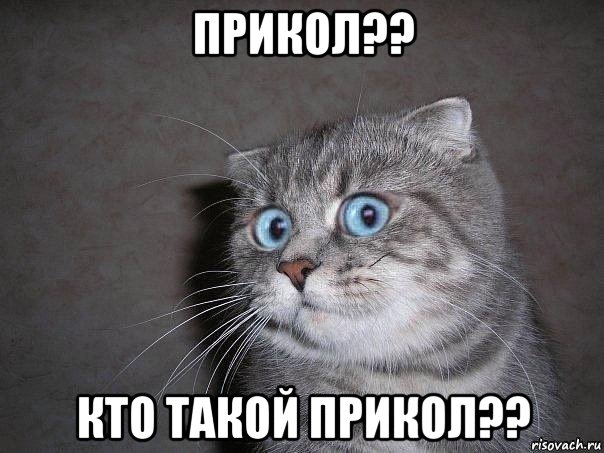 прикол?? кто такой прикол??, Мем  удивлённый кот