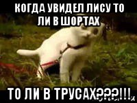 когда увидел лису то ли в шортах то ли в трусах???!!!