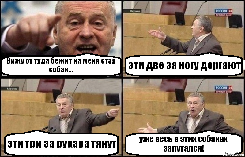 Вижу от туда бежит на меня стая собак... эти две за ногу дергают эти три за рукава тянут уже весь в этих собаках запутался!, Комикс Жириновский