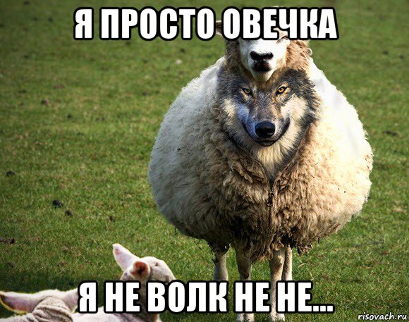 я просто овечка я не волк не не..., Мем Злая Овца