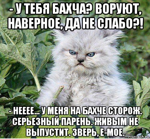 - у тебя бахча? воруют, наверное, да не слабо?! - нееее... у меня на бахче сторож. серьезный парень. живым не выпустит. зверь, е-мое.
