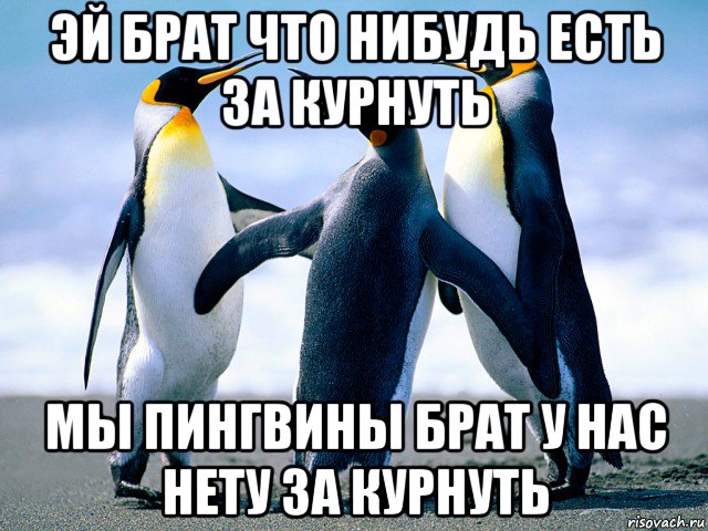 эй брат что нибудь есть за курнуть мы пингвины брат у нас нету за курнуть