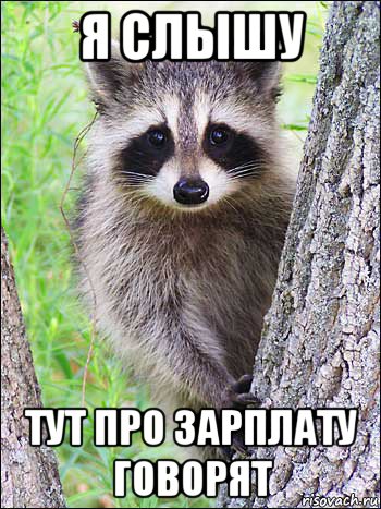 я слышу тут про зарплату говорят, Мем Енот