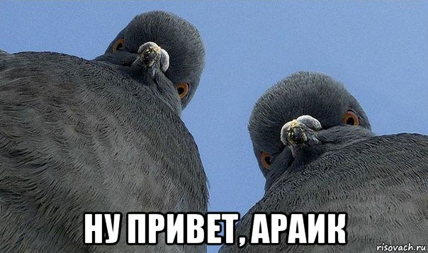  ну привет, араик