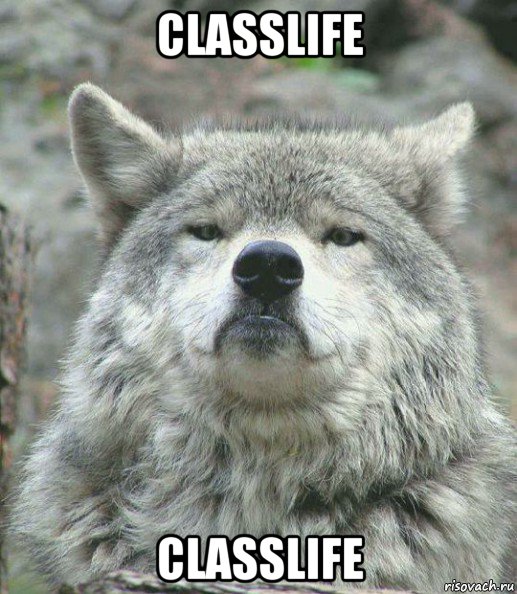 classlife classlife, Мем    Гордый волк