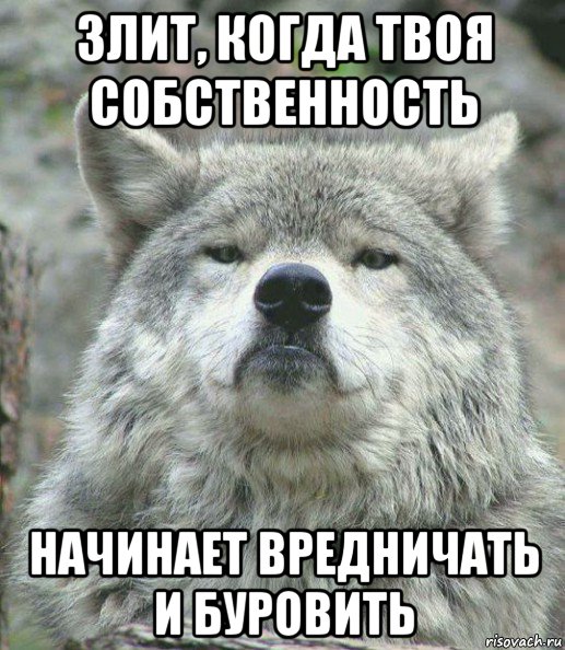 злит, когда твоя собственность начинает вредничать и буровить, Мем    Гордый волк