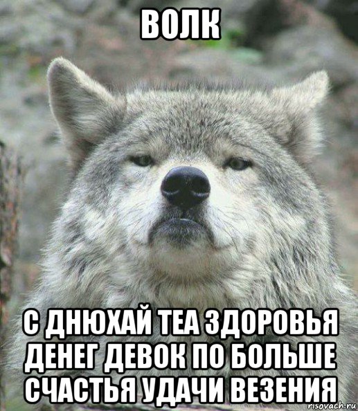 волк с днюхай теа здоровья денег девок по больше счастья удачи везения, Мем    Гордый волк