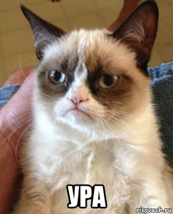  ура, Мем Grumpy Cat small