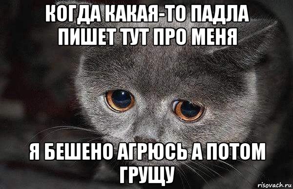 когда какая-то падла пишет тут про меня я бешено агрюсь а потом грущу, Мем  Грустный кот