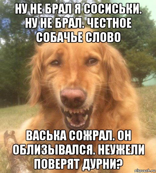 ну не брал я сосиськи. ну не брал. честное собачье слово васька сожрал. он облизывался. неужели поверят дурни?