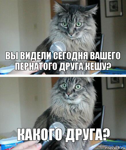 Вы видели сегодня вашего пернатого друга кешу? какого друга?, Комикс  кот с микрофоном