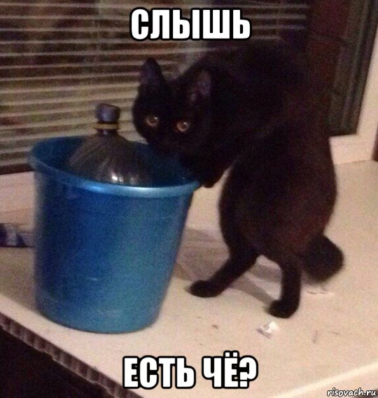 слышь есть чё?