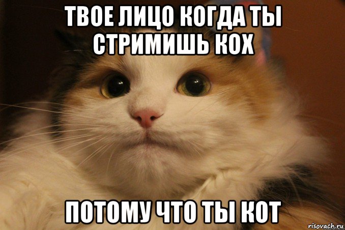 твое лицо когда ты стримишь кох потому что ты кот