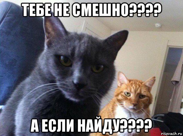 тебе не смешно???? а если найду????, Мем  Два котэ