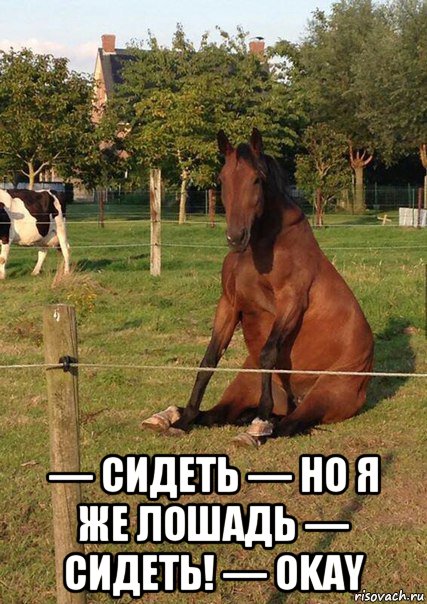  — сидеть — но я же лошадь — сидеть! — okay, Мем Лошадь