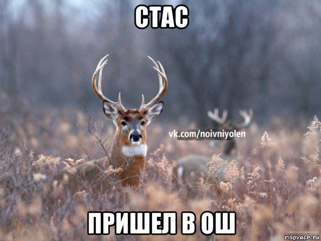 стас пришел в ош