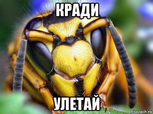 кради улетай