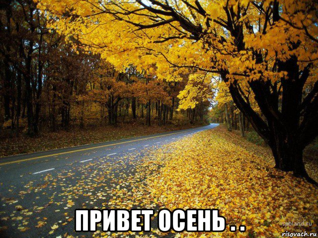  привет осень . ., Мем Осень курса просит
