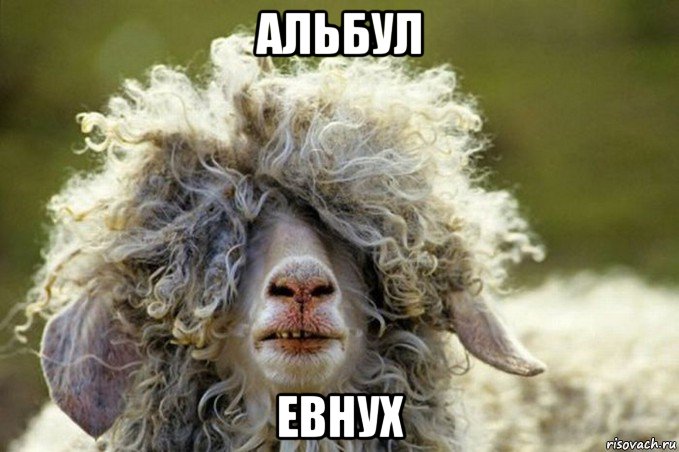 альбул евнух, Мем овца