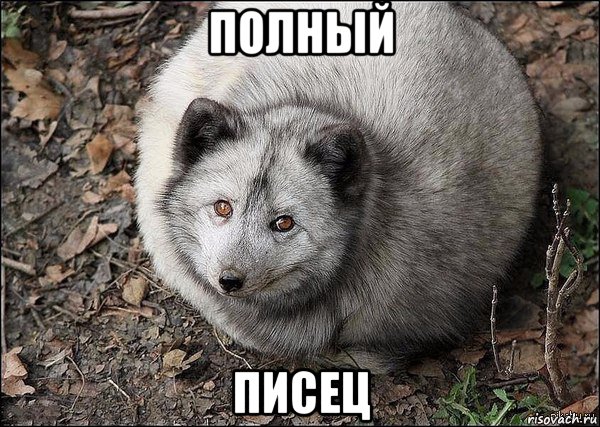 полный писец