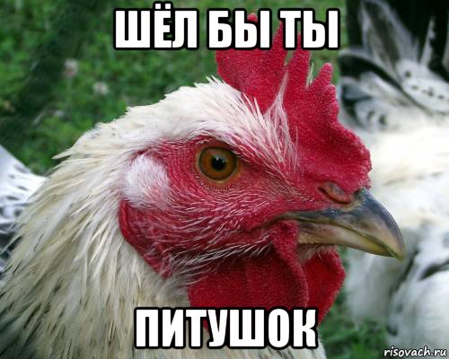 шёл бы ты питушок