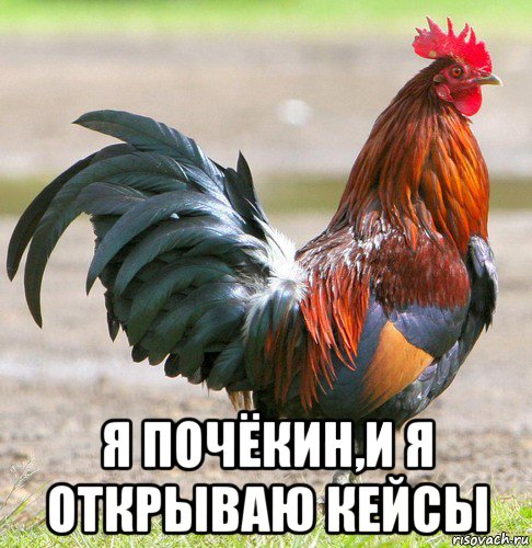  я почёкин,и я открываю кейсы