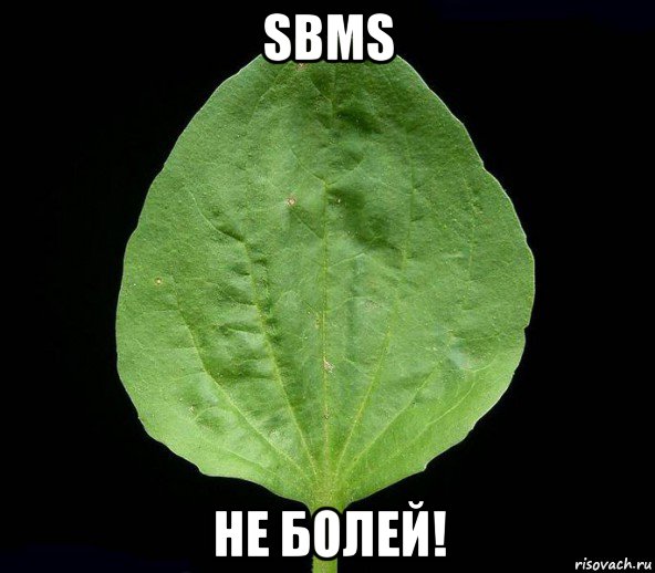 sbms не болей!, Мем Подорожник