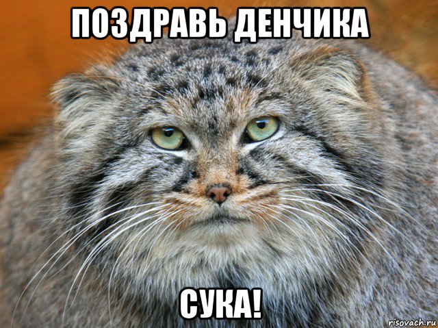 поздравь денчика сука!