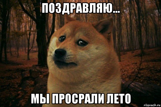 поздравляю... мы просрали лето, Мем SAD DOGE