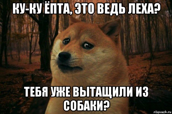 ку-ку ёпта, это ведь леха? тебя уже вытащили из собаки?, Мем SAD DOGE