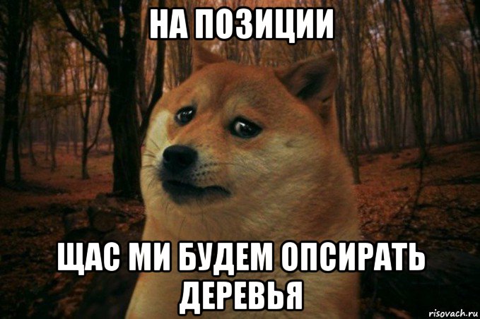 на позиции щас ми будем опсирать деревья, Мем SAD DOGE