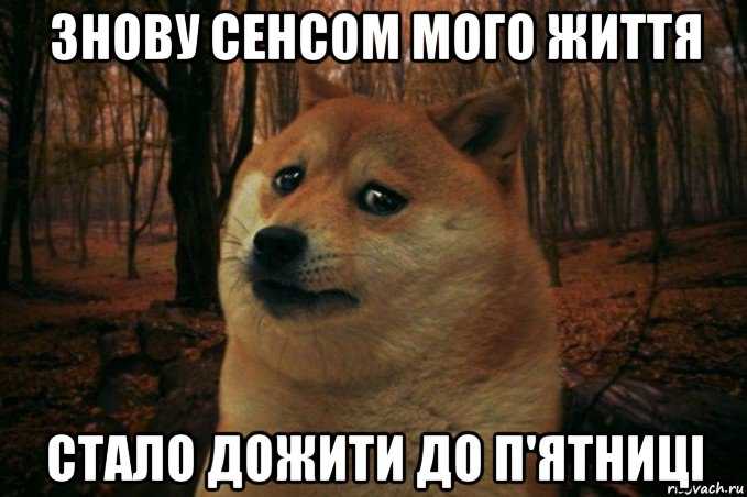 знову сенсом мого життя стало дожити до п'ятниці, Мем SAD DOGE