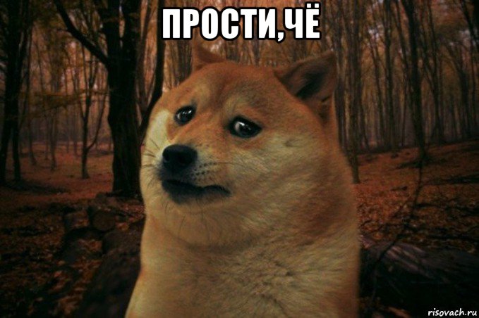 прости,чё , Мем SAD DOGE