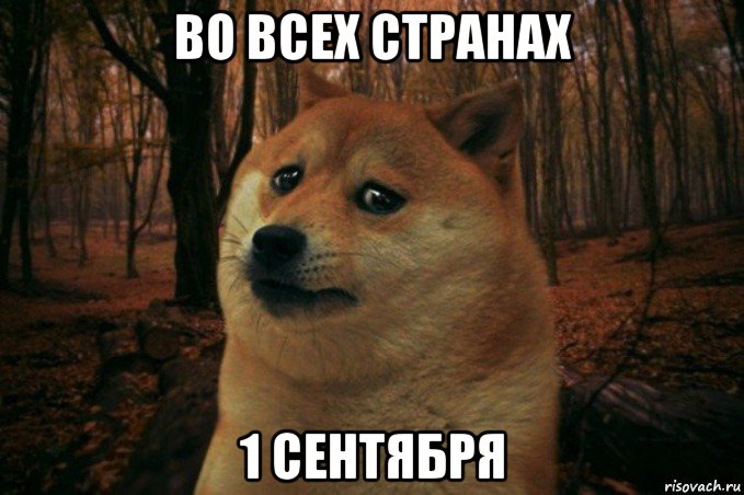 во всех странах 1 сентября, Мем SAD DOGE