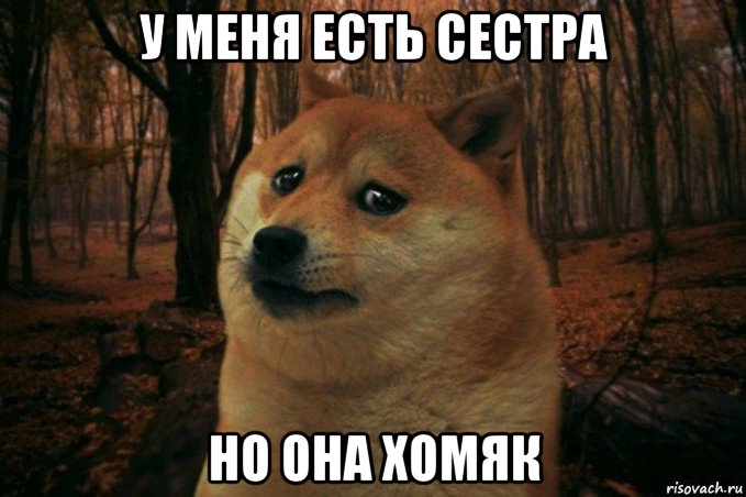 у меня есть сестра но она хомяк, Мем SAD DOGE