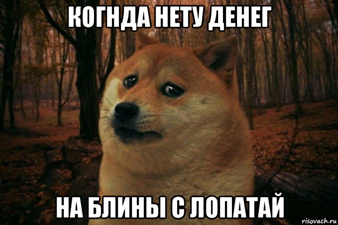 когнда нету денег на блины с лопатай, Мем SAD DOGE