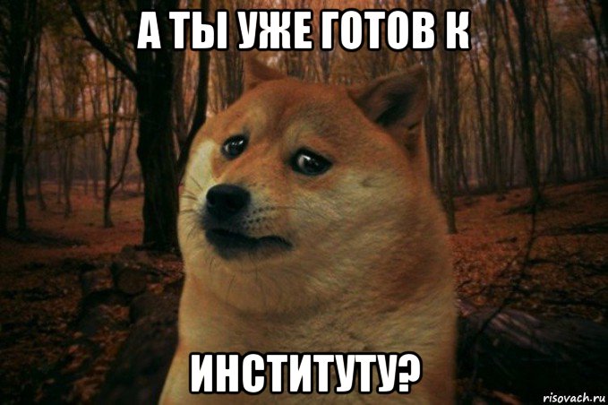 а ты уже готов к институту?, Мем SAD DOGE