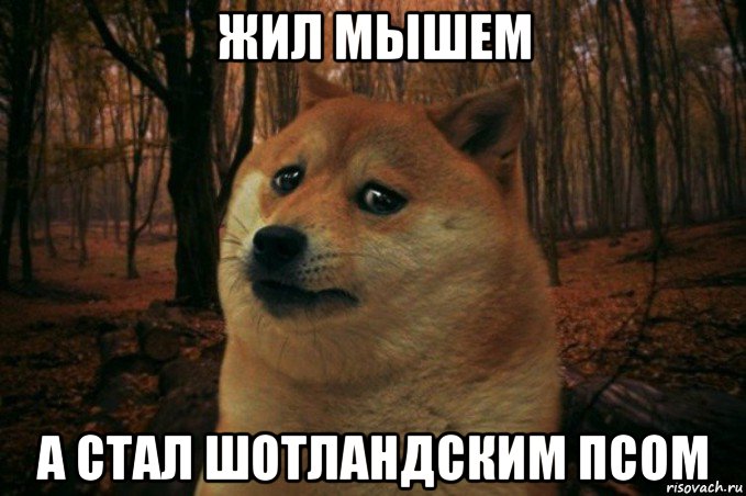 жил мышем а стал шотландским псом, Мем SAD DOGE